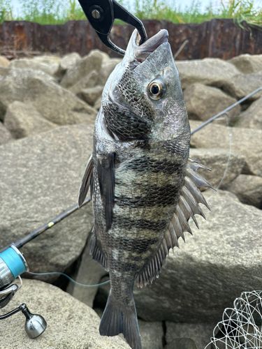 クロダイの釣果