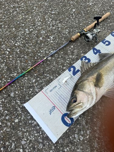 シーバスの釣果