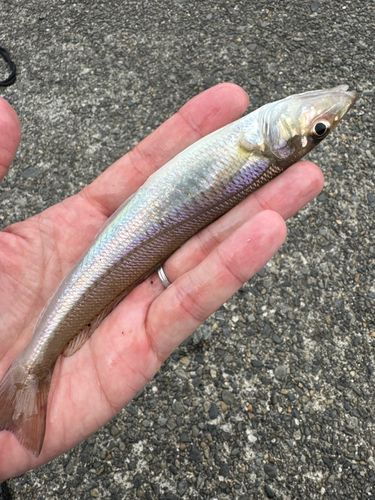キスの釣果