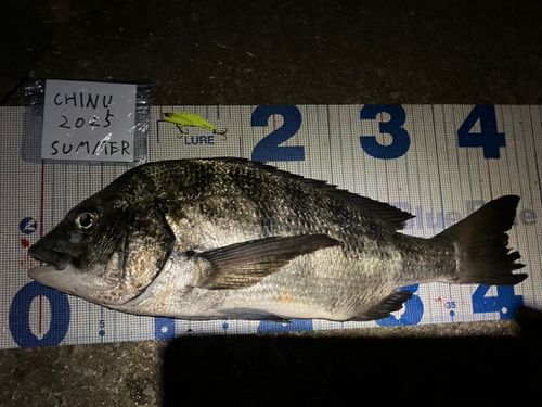 クロダイの釣果