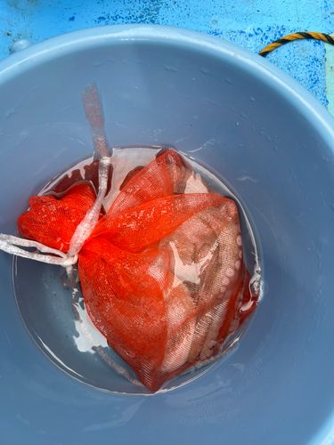 マダコの釣果