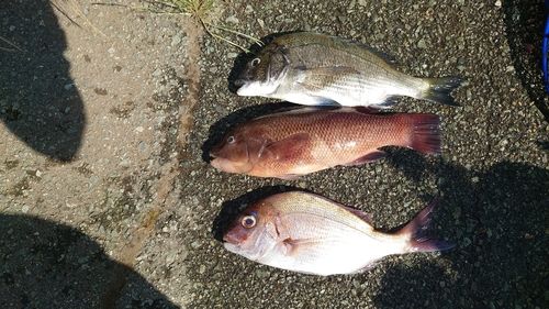 チヌの釣果