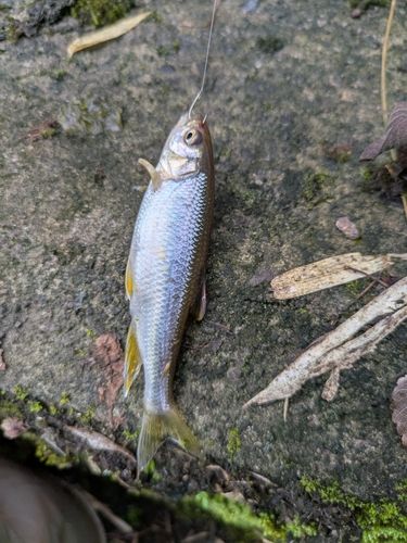 カワムツの釣果