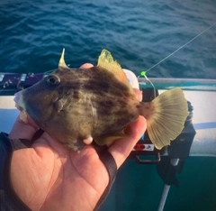 カワハギの釣果