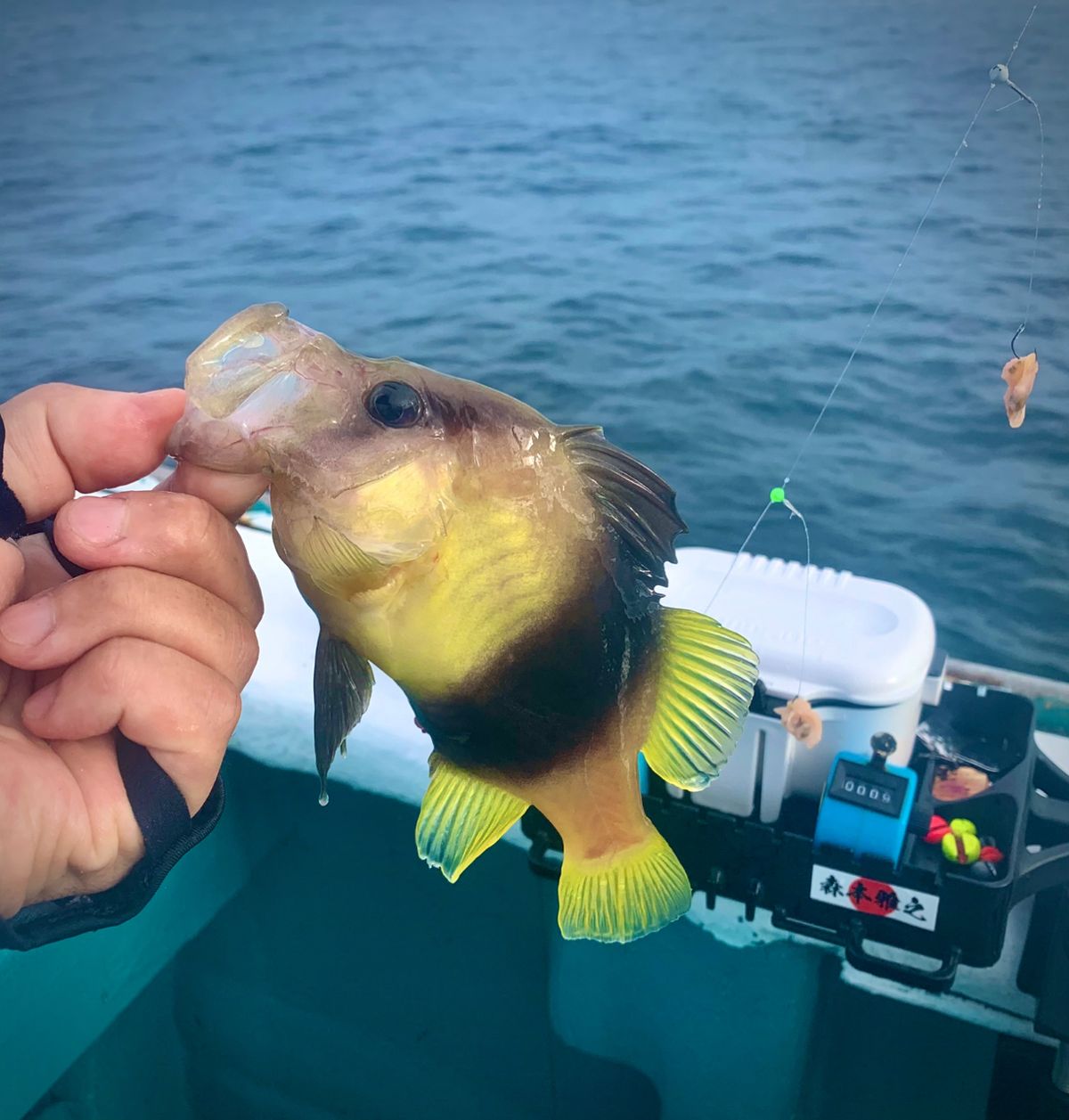 和歌山のもりもっちゃんさんの釣果 2枚目の画像
