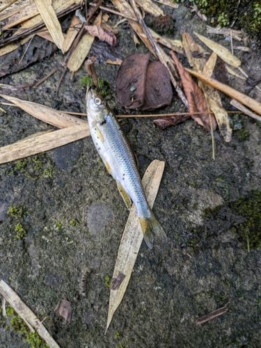 カワムツの釣果