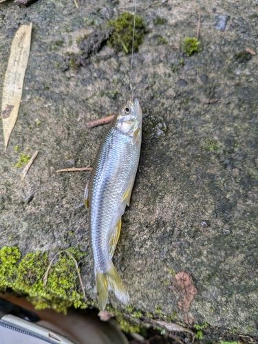カワムツの釣果