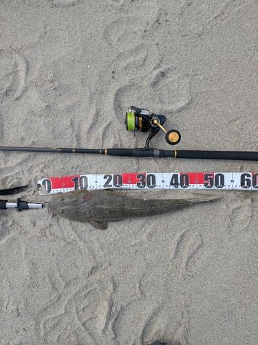 マゴチの釣果