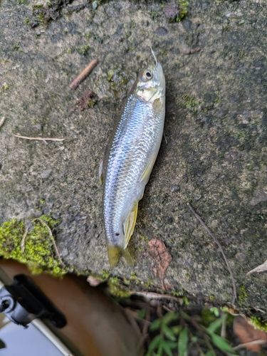 カワムツの釣果