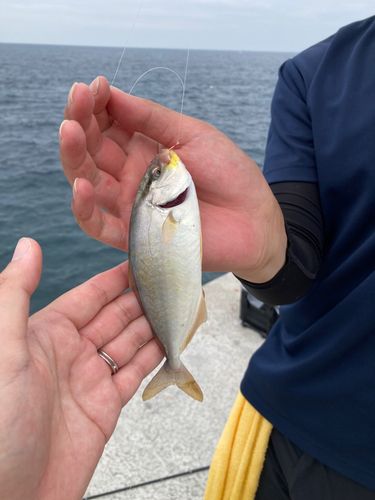 ショゴの釣果