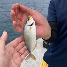 ショゴ