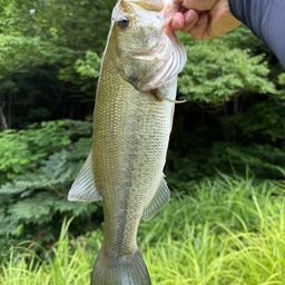 ラージマウスバス