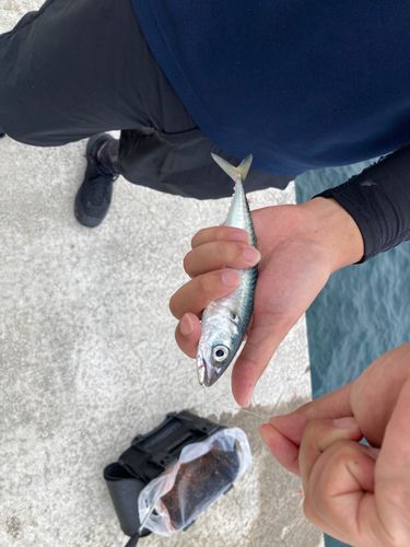 サバの釣果