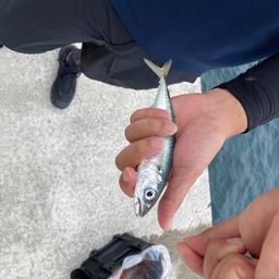 サバ
