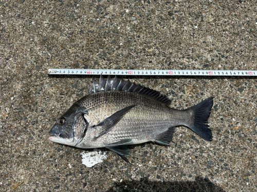 チヌの釣果