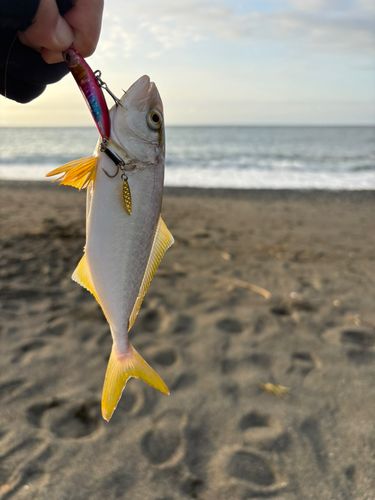 ショゴの釣果