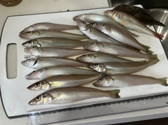 キスの釣果