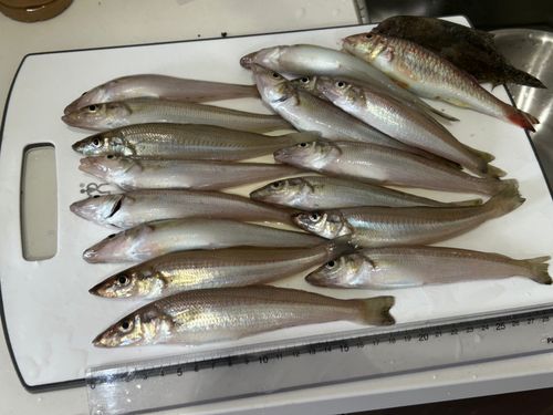 キスの釣果