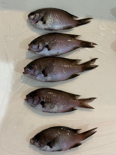 スズメダイの釣果