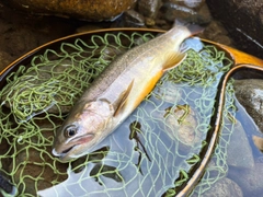 イワナの釣果