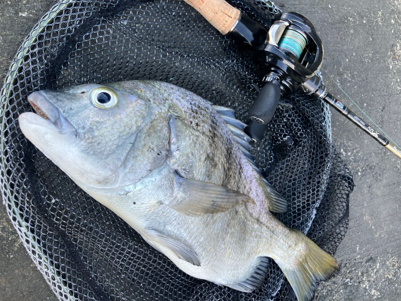 アブガルシア　SBFC-742MLS-KR ベイトフィネス　クロダイ　落とし込み Amazon | アブガルシア(Abu Garcia) ロックフィッシュロッド