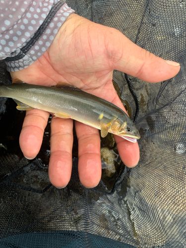 アユの釣果