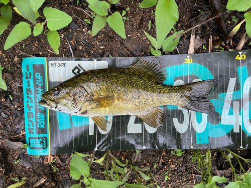スモールマウスバスの釣果