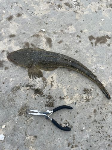 マゴチの釣果