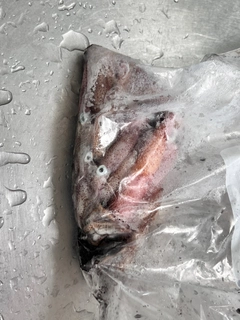 チイチイイカの釣果