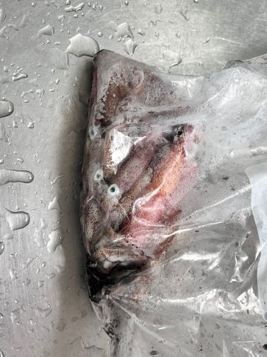 チイチイイカの釣果