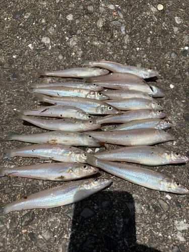 キスの釣果