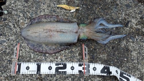 アオリイカの釣果