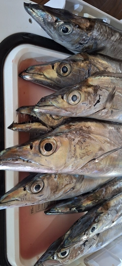 タチウオの釣果