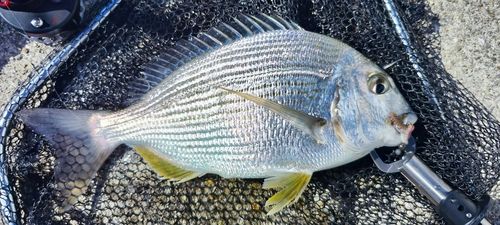 ヘダイの釣果
