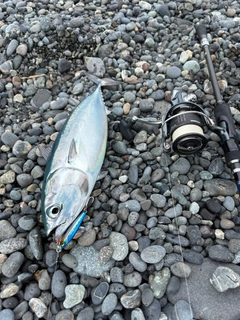 ソウダガツオの釣果