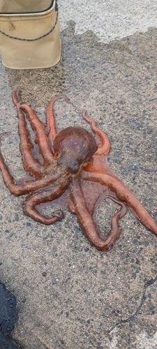 タコの釣果
