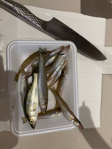キスの釣果