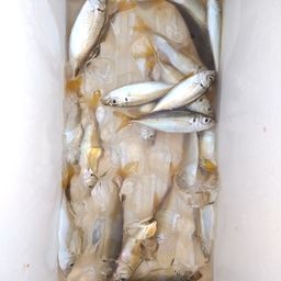 アジ