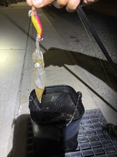 ケンサキイカの釣果