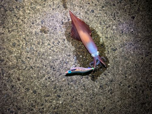 ケンサキイカの釣果