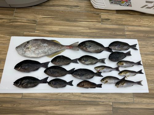 オナガグレの釣果