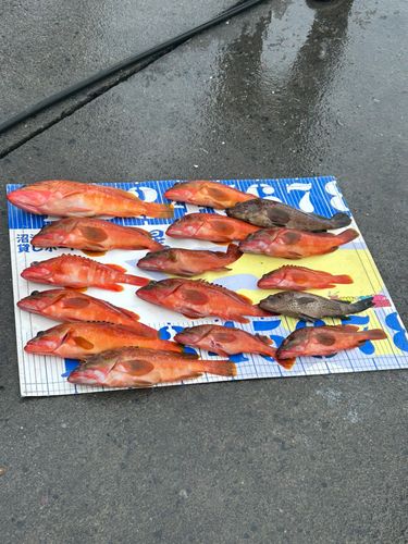 アカハタの釣果