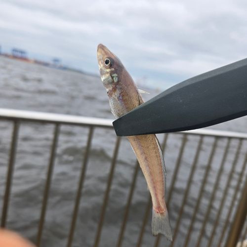 シロギスの釣果