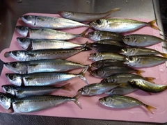 ゴマサバの釣果