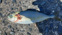 ツバスの釣果