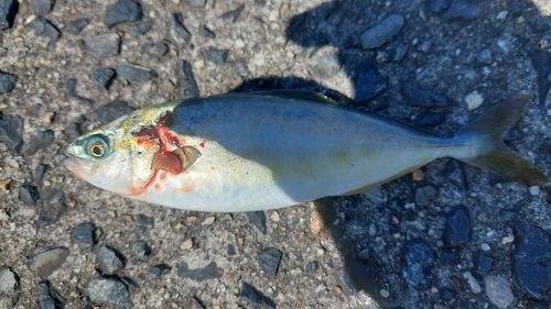 ツバスの釣果