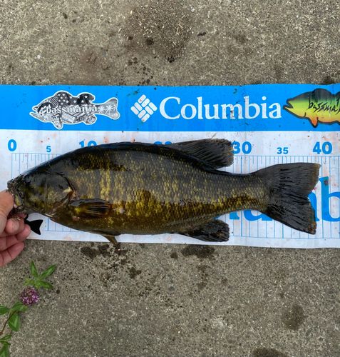 スモールマウスバスの釣果