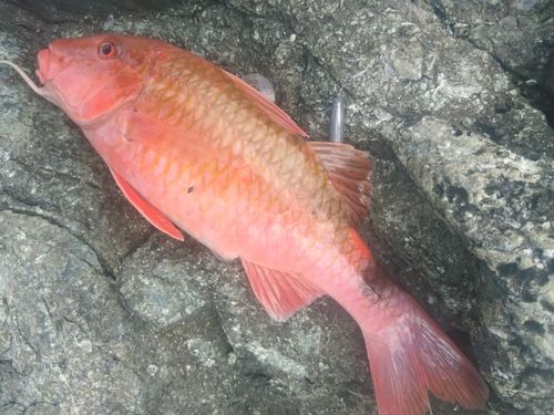 オジサンの釣果