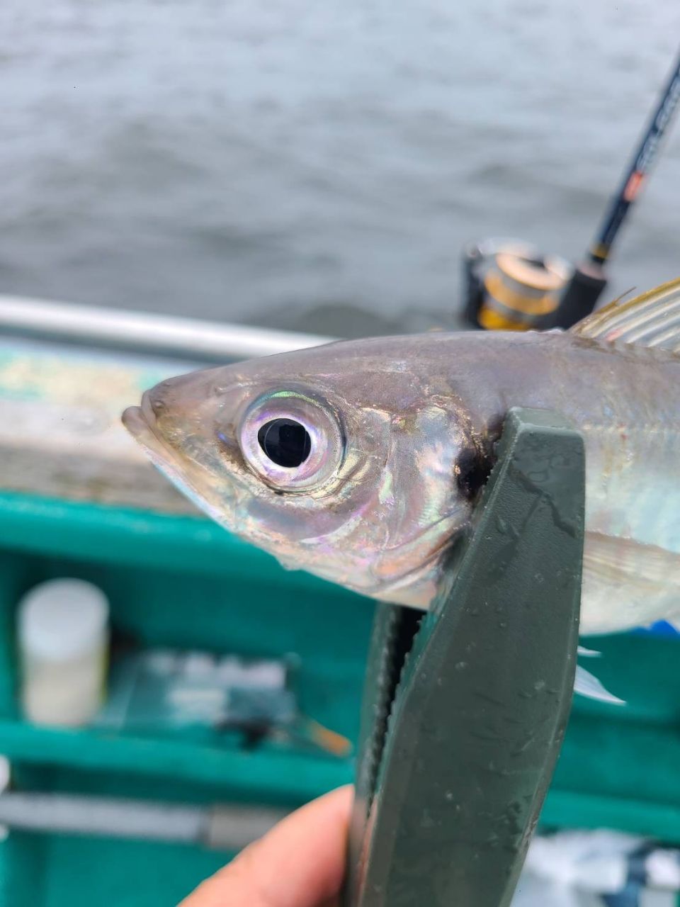 chibiusaさんの釣果 2枚目の画像