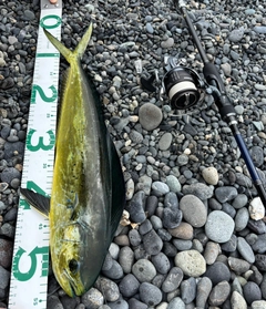 シイラの釣果